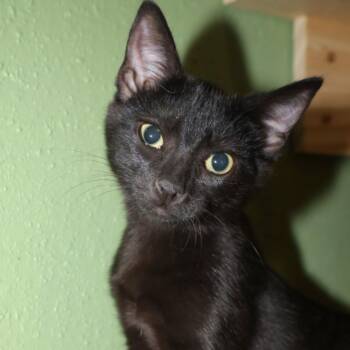 Pixel (LB) -  American Shorthair Cat for Adoption in Schertz, Texas - Pixel (LB) | PetCurious