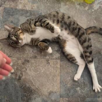 Maple -  Tabby Cat for Adoption in Coral Gables, Florida - Maple | PetCurious