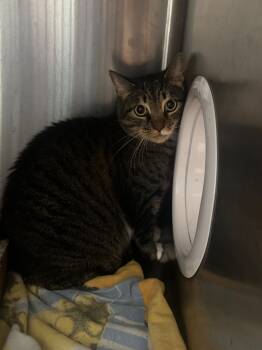Rescue Domestic Short Hair Cats for Adoption in Cape Coral, Florida - Cocoa (Miss Kitty) | PetCurious