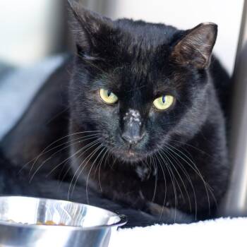Roscoe -  Domestic Short Hair Cat for Adoption - Roscoe | PetCurious