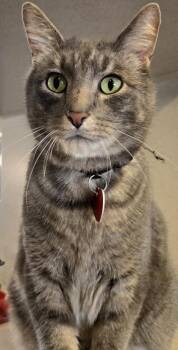 Sterling- FIV Positive -  Domestic Short Hair Cat for Adoption in Stanwood, Washington - Sterling- FIV Positive | PetCurious