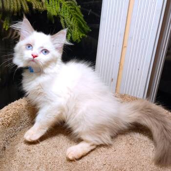 FANTASTIC FETTUCCINE - GORGEOUS RAGDOLL GIRL -  Ragdoll Cat for Adoption in Oakwood, Georgia - FANTASTIC FETTUCCINE - GORGEOUS RAGDOLL GIRL | PetCurious