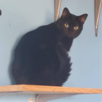 American Shorthair Cats Available for Adoption in Polson, Montana - Gremlin | PetCurious