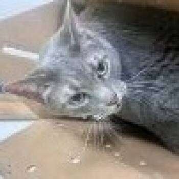 Maverick -  Domestic Short Hair Cat for Adoption in St. Augustine, Florida - Maverick | PetCurious