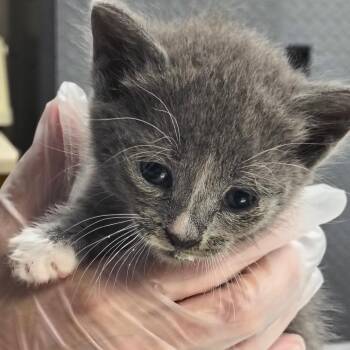 Ajax -  Domestic Short Hair Cat for Adoption in Newark, New Jersey - Ajax | PetCurious