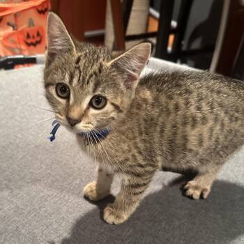 Rescue Domestic Short Hair Cats for Adoption in Lemoyne, Pennsylvania - Sapphire | PetCurious