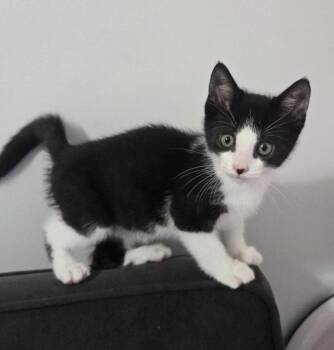 Domestic Short Hair Cats Available for Adoption in Telford, Pennsylvania - Merry (Freebee Brothers) | PetCurious