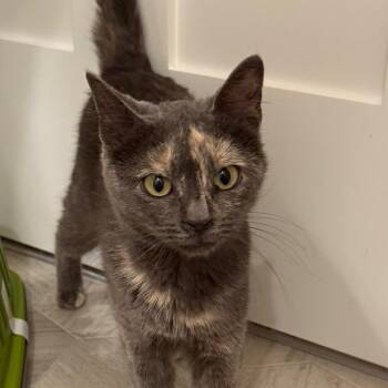 Alice -  Domestic Short Hair Cat for Adoption in Middleton, Wisconsin - Alice | PetCurious