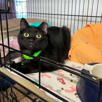 Noir -  Domestic Short Hair Cat for Adoption in Stephenville, Texas - Noir | PetCurious