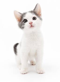 Whitney is simply wonderful - loves her sis Wren -  Turkish Van Cat for Adoption in Bedford Hills, New York - Whitney Is Simply Wonderful - Loves Her Sis Wren | PetCurious