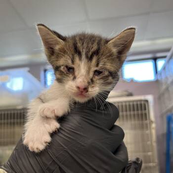 Gangle -  Domestic Short Hair Cat Available for Adoption in West Palm Beach, Florida - Gangle | PetCurious