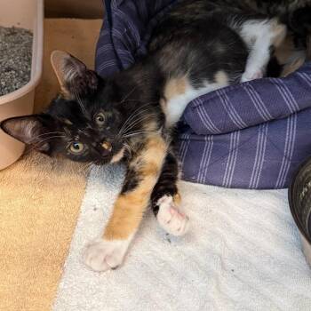 Sarah -  Domestic Short Hair Cat for Adoption in Lake Panasoffkee, Florida - Sarah | PetCurious