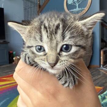 Jessy -  Domestic Short Hair Cat for Adoption in North Canton, Ohio - Jessy | PetCurious