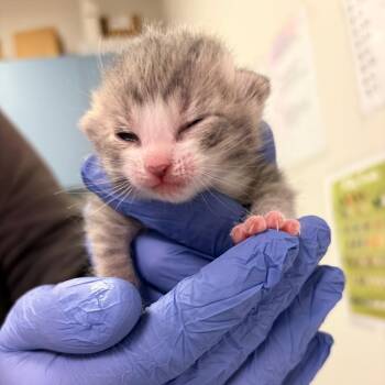 Bop -  Domestic Medium Hair Cat for Adoption in Charleston, West Virginia - Bop | PetCurious