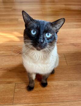 Siamese Cats Available for Adoption - Johnnie | PetCurious