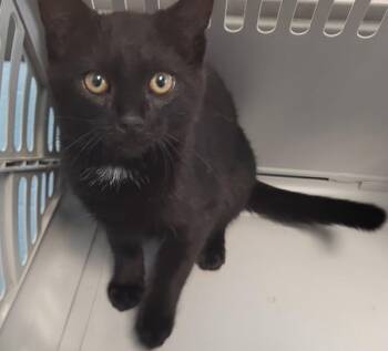 Domestic Short Hair Cats Available for Adoption - If 4 | PetCurious