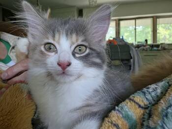 Elena -  Dilute Calico and Domestic Medium Hair Cat Available for Adoption in Lombard, Illinois - Elena | PetCurious