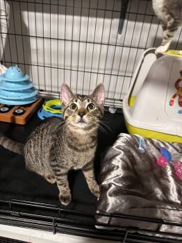 Stewart -  Tabby Cat for Adoption in Greensburg, Pennsylvania - Stewart | PetCurious