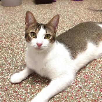 Furby -  Domestic Short Hair and Abyssinian Cat for Adoption in Fort Lauderdale, Florida - Furby | PetCurious