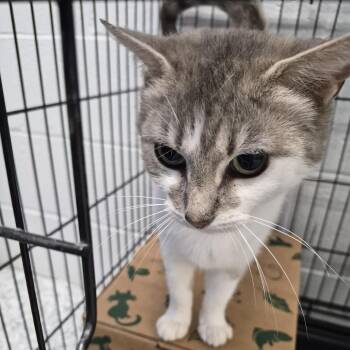 Stellar -  Domestic Short Hair Cat for Adoption in Edwardsville, Illinois - Stellar | PetCurious