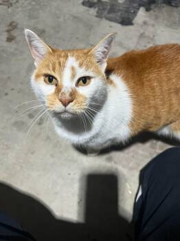 Rescue Domestic Short Hair Cats for Adoption in Plano, Texas - Pumpkin | PetCurious