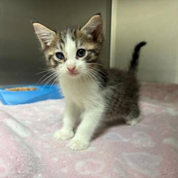 Canyon 9295 -  Domestic Short Hair Cat for Adoption in Columbus, Georgia - Canyon 9295 | PetCurious