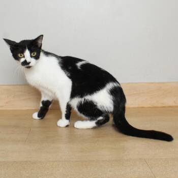 Queenie C69420 -  Domestic Short Hair Cat for Adoption in Minnetonka, Minnesota - Queenie C69420 | PetCurious