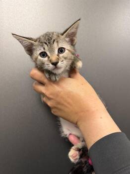 Domestic Short Hair Cats Available for Adoption in Ontario, California - LOVEY | PetCurious