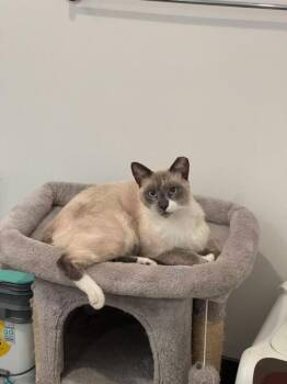Sami -  American Shorthair and Snowshoe Cat for Adoption in Sunnyvale, California - Sami | PetCurious
