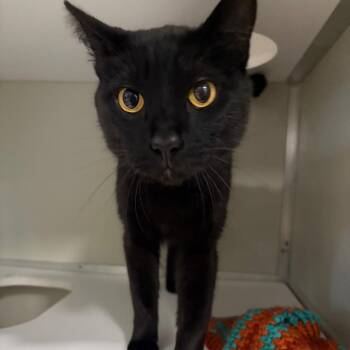 Domestic Short Hair Cats Available for Adoption in Chesapeake, Virginia - Zeek | PetCurious