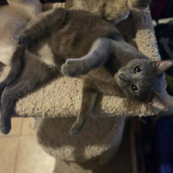 Jimmy -  Russian Blue Cat for Adoption in Mount Vernon, Arkansas - Jimmy | PetCurious