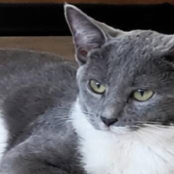 Lincoln -  Domestic Short Hair Cat for Adoption in Larkfield-wikiup, California - Lincoln | PetCurious