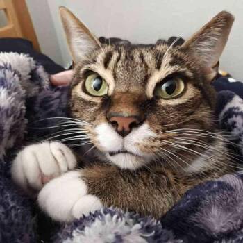 Basil -  Domestic Short Hair Cat for Adoption in Reno, Nevada - Basil | PetCurious