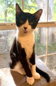 Koko -  Tuxedo Cat for Adoption in Bentonville, Arkansas - Koko | PetCurious