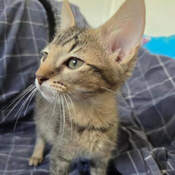 Edamame -  Domestic Short Hair Cat for Adoption in Brea, California - Edamame | PetCurious