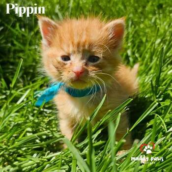 Domestic Long Hair Cats Available for Adoption in Council Bluffs, Iowa - Tea Garden Litter: Pippin | PetCurious