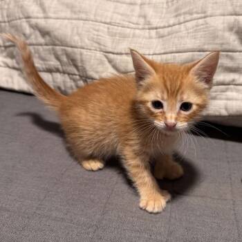 Rescue Domestic Medium Hair Cats for Adoption in Wichita, Kansas - Crescendo | PetCurious