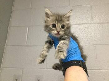 Domestic Short Hair Cats Available for Adoption in Thousand Palms, California - A1917863 | PetCurious
