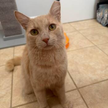 Leo -  Domestic Medium Hair Cat for Adoption in Charlotte, North Carolina - Leo | PetCurious