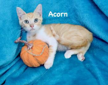 Acorn -  Tabby Cat for Adoption in St. Augustine, Florida - Acorn | PetCurious