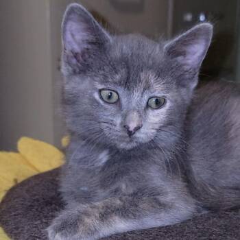 Eden -  Domestic Short Hair Cat for Adoption in Sandy Springs, Georgia - Eden | PetCurious
