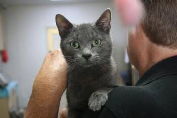 Humpty Dumpty -  Domestic Short Hair Cat for Adoption in Brunswick, Georgia - Humpty Dumpty | PetCurious