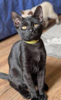 Jerry -  Domestic Short Hair Cat for Adoption in Homer Glen, Illinois - Jerry | PetCurious