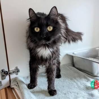 Domestic Medium Hair and Domestic Short Hair Cats Available for Adoption in Wheaton, Illinois - Cher | PetCurious