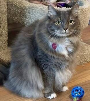 Ragdoll Cats Available for Adoption - Lulu *solo Kitty | PetCurious