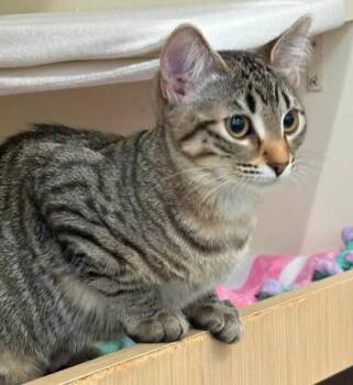 Pam Beesly -  Domestic Short Hair Cat for Adoption in Kansas City, Missouri - Pam Beesly | PetCurious