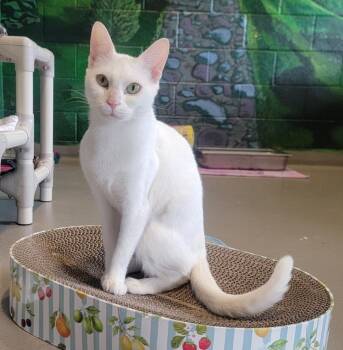 Duchess -  Domestic Short Hair Cat Available for Adoption in Hyde Park, New York - Duchess | PetCurious