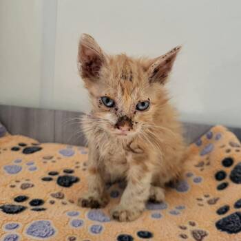 Def Leppard -  Domestic Short Hair Cat for Adoption in Kanab, Utah - Def Leppard | PetCurious