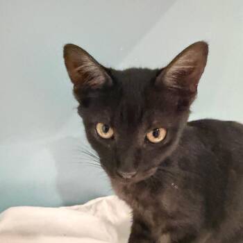 Wolverine -  Domestic Short Hair Cat for Adoption in Chattanooga, Tennessee - Wolverine | PetCurious