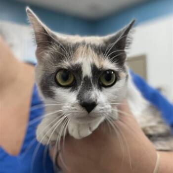 Ashley -  Domestic Short Hair Cat for Adoption in Prince Frederick, Maryland - Ashley | PetCurious